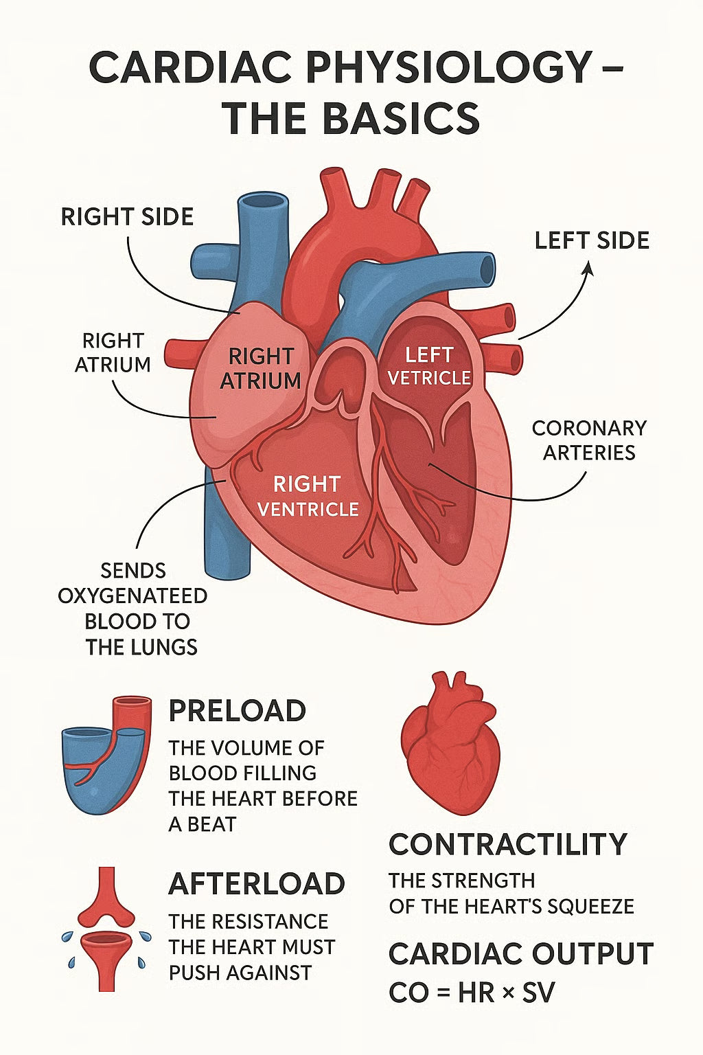 Cardiac Physiology: Preload, Afterload, Contractility & Cardiac Output Explained