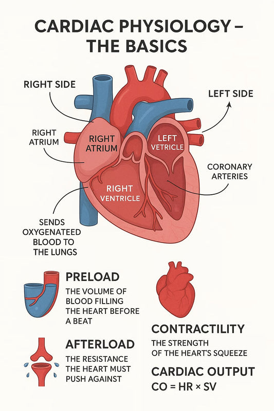 Cardiac Physiology: Preload, Afterload, Contractility & Cardiac Output Explained